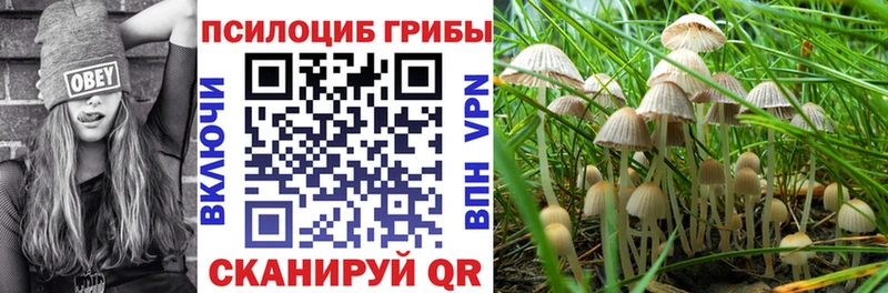 Псилоцибиновые грибы мицелий  цены наркотик  Камень-на-Оби 